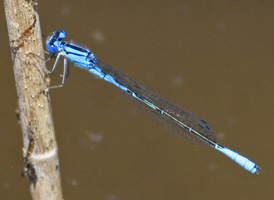 Azure Bluet